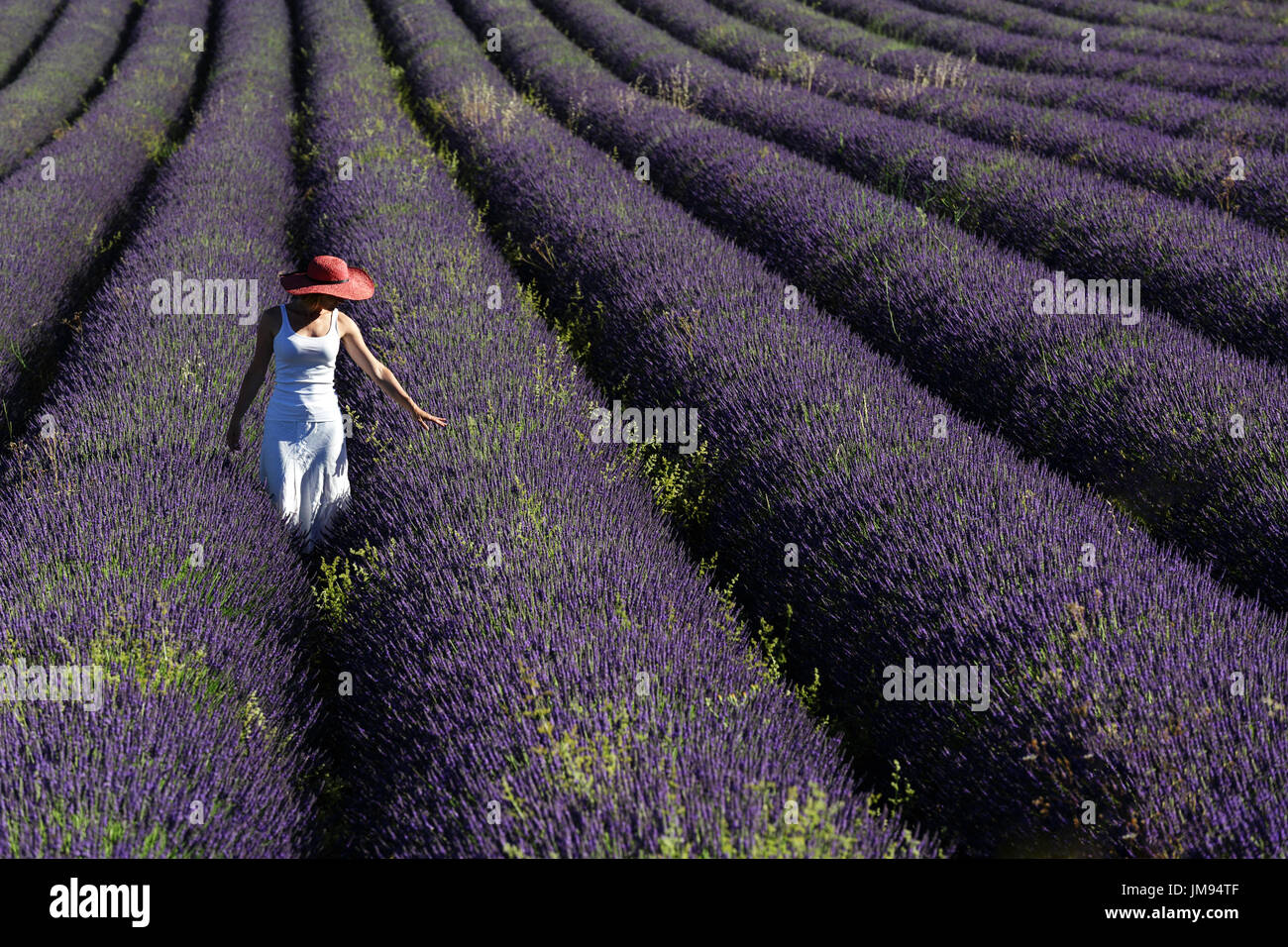 Femme en robe blanche et rose hat dans les champs de lavande près de Saignon, Vaucluse, Luberon, Provence, France. Banque D'Images