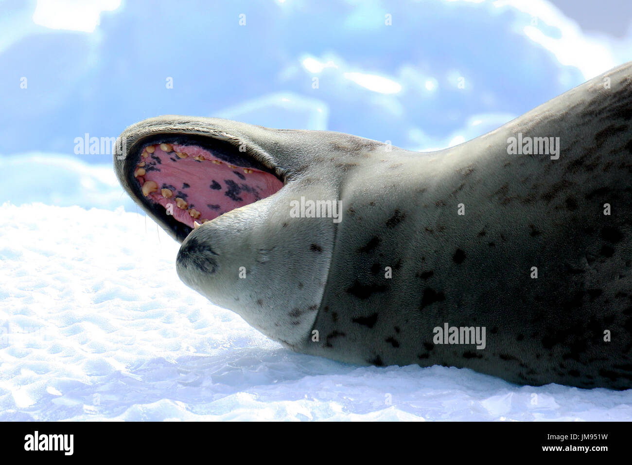 Hydrurga leptonyx léopard (joint) se trouvant sur la glace de mer, les bâillements Banque D'Images