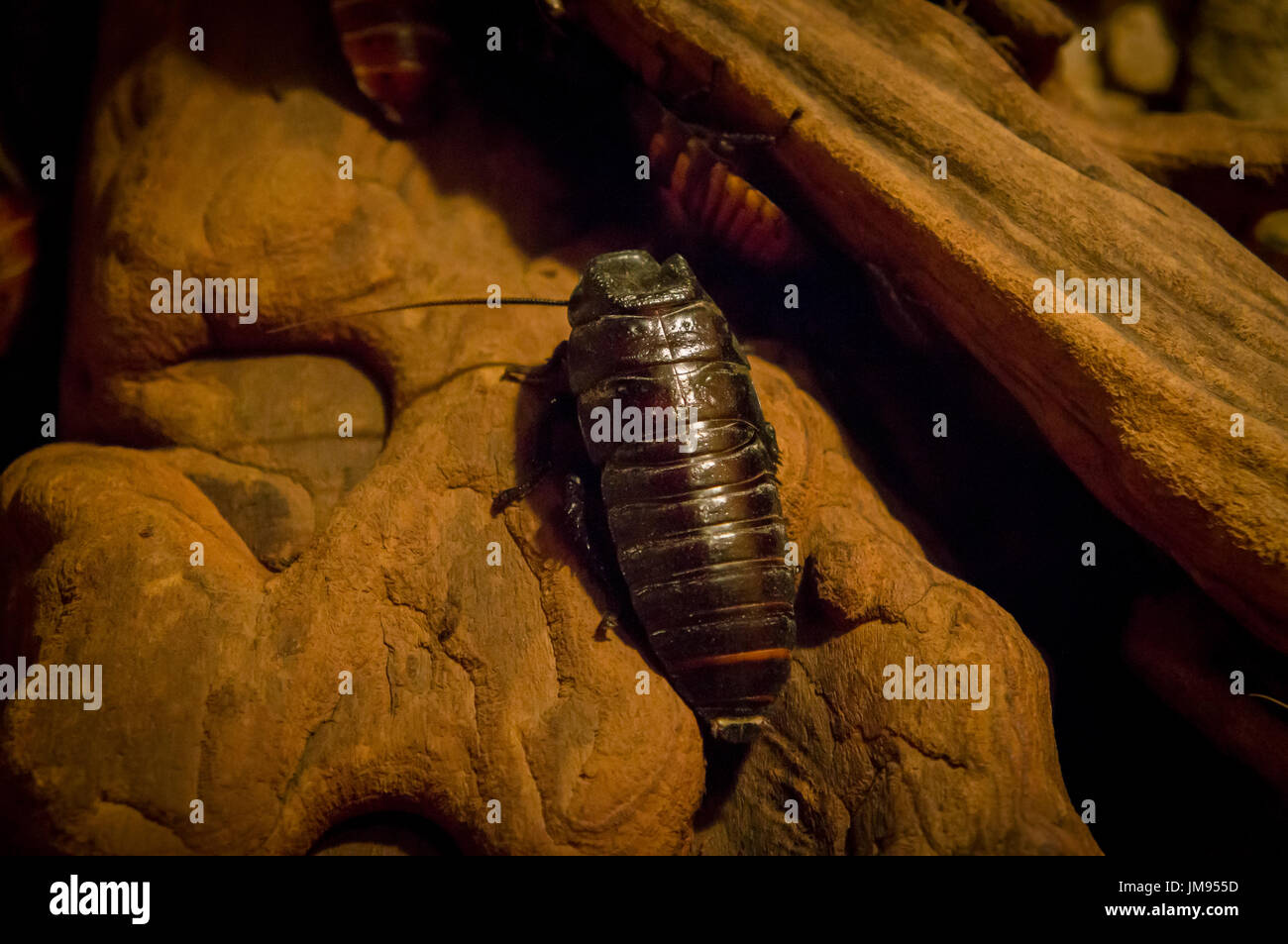 Les sifflements, Cafard géant Madagascar Gromphadorhina portentosa, insectes Banque D'Images