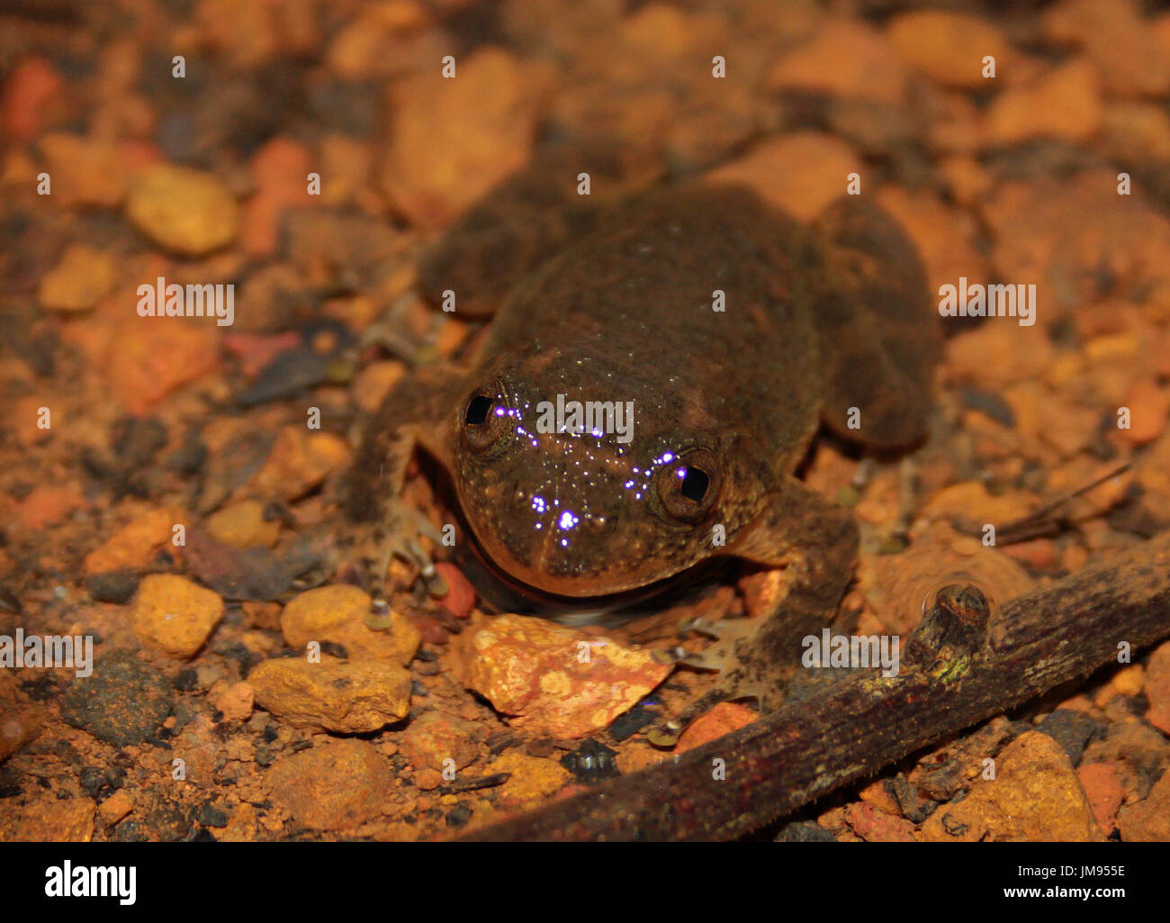 Froissé de Humayun : Une grenouille endémique de western ghats Banque D'Images