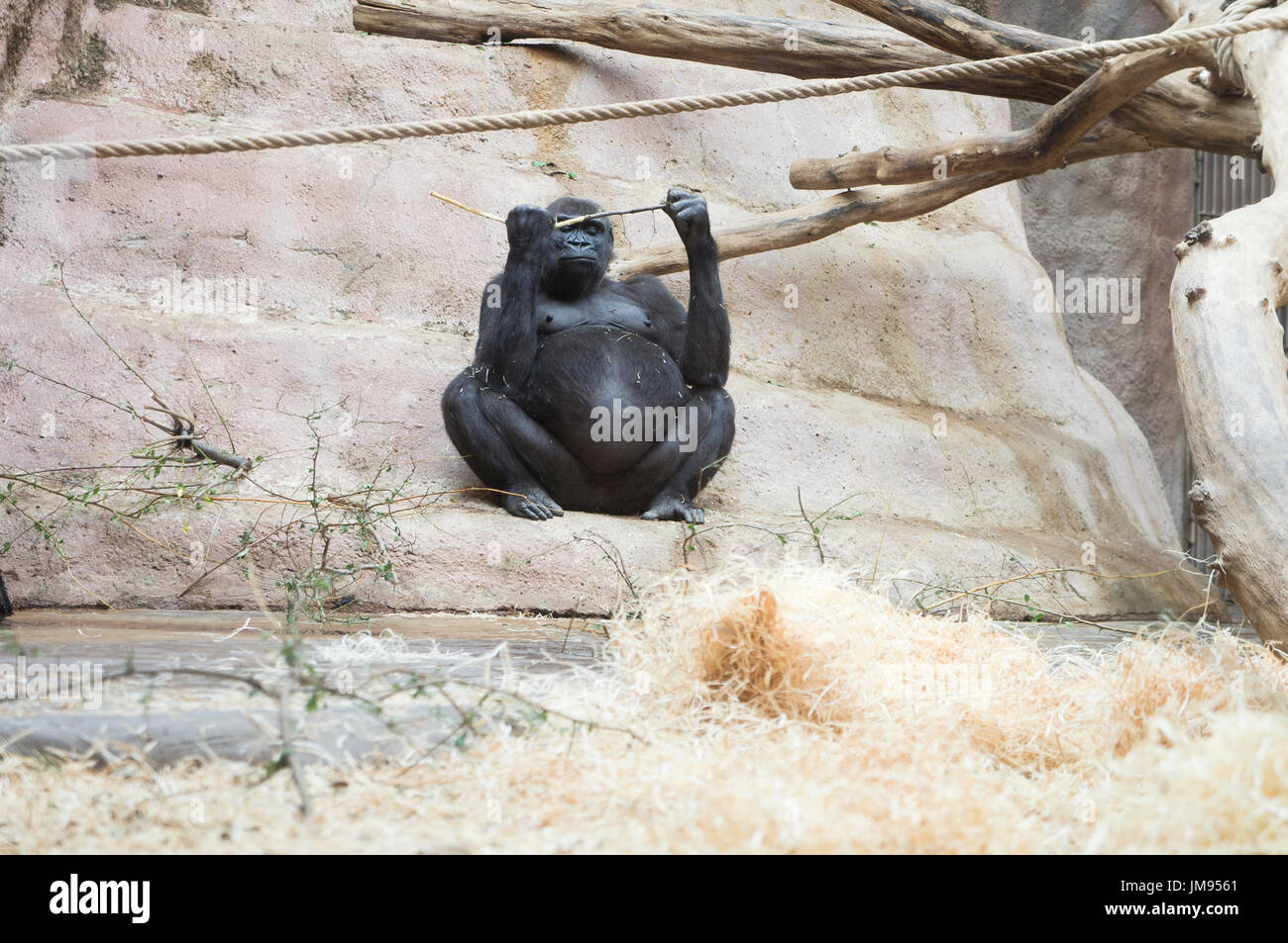 Femelle Gorille de plaine de l'Ouest Gorilla gorilla gorilla, Shinda Banque D'Images