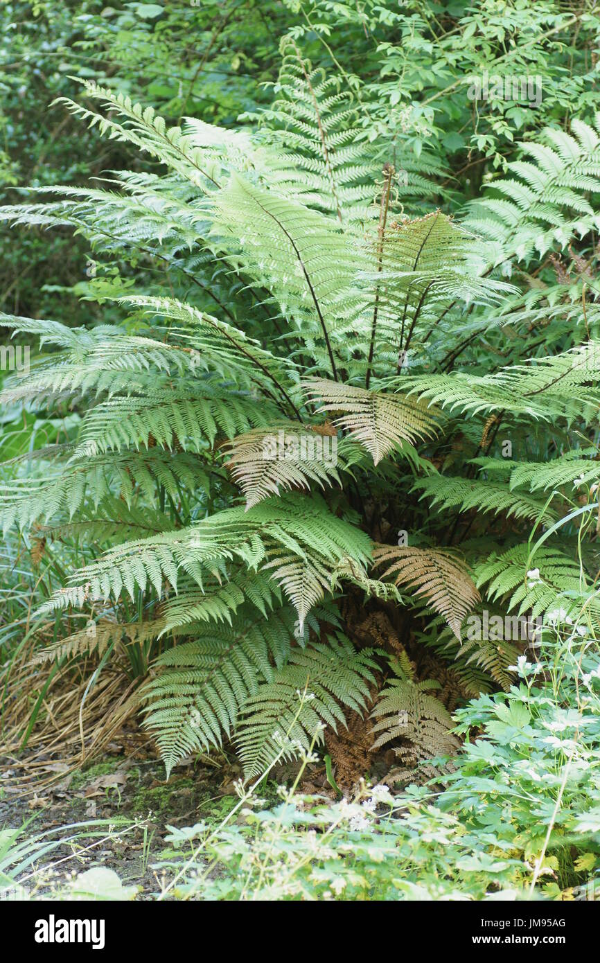 Dicksonia squarrosa à Clyne gardens, Swansea, Pays de Galles, Royaume-Uni. Banque D'Images