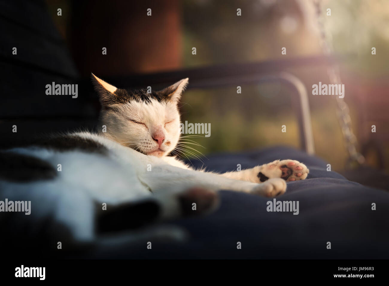 Chat mignon dormir dans la lumière au coucher du soleil Banque D'Images