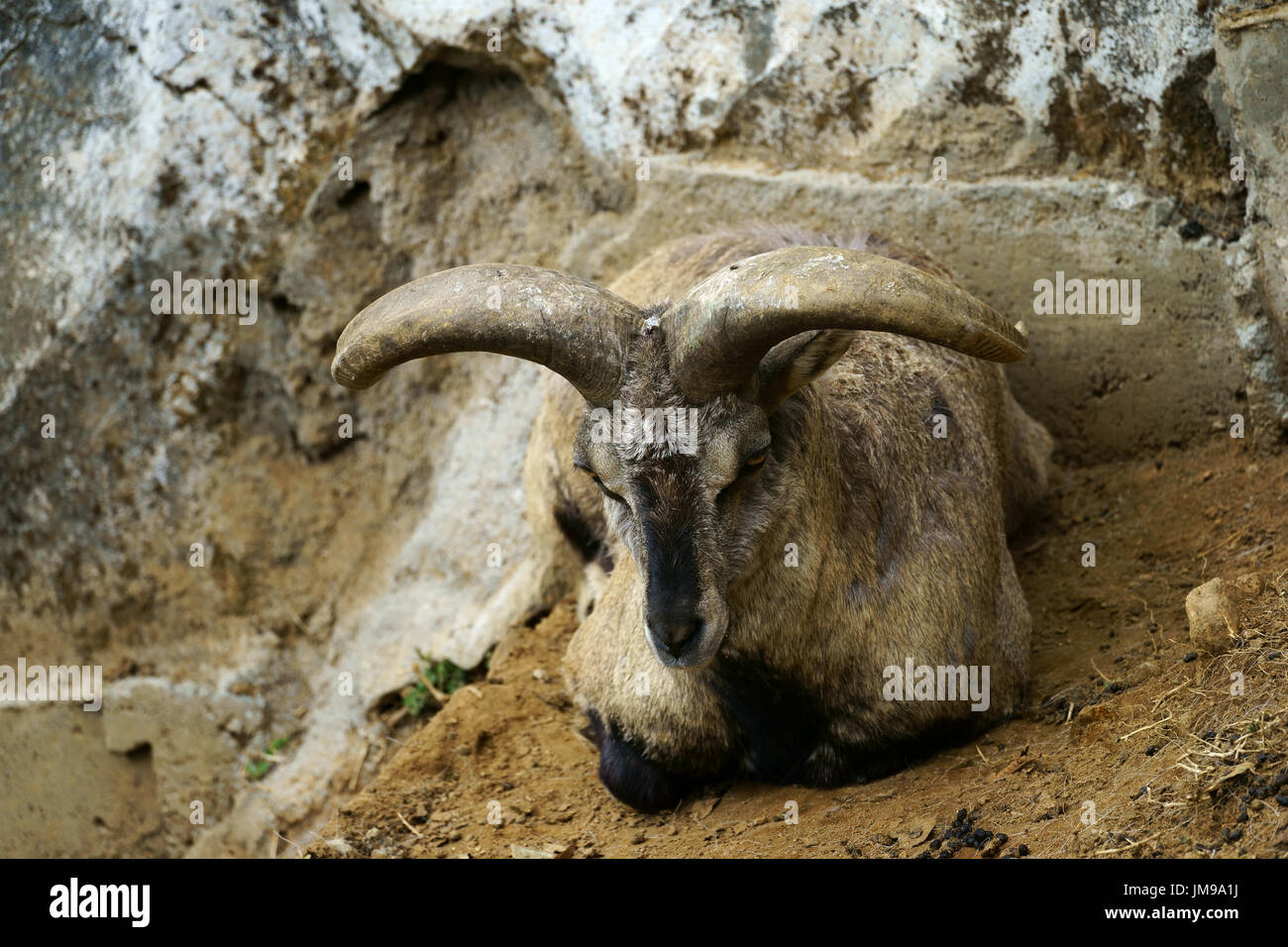 Bharal ou Blue Sheep (Pseudois nayaur), homme, captive, Daarjeeling Zoo, Inde Banque D'Images