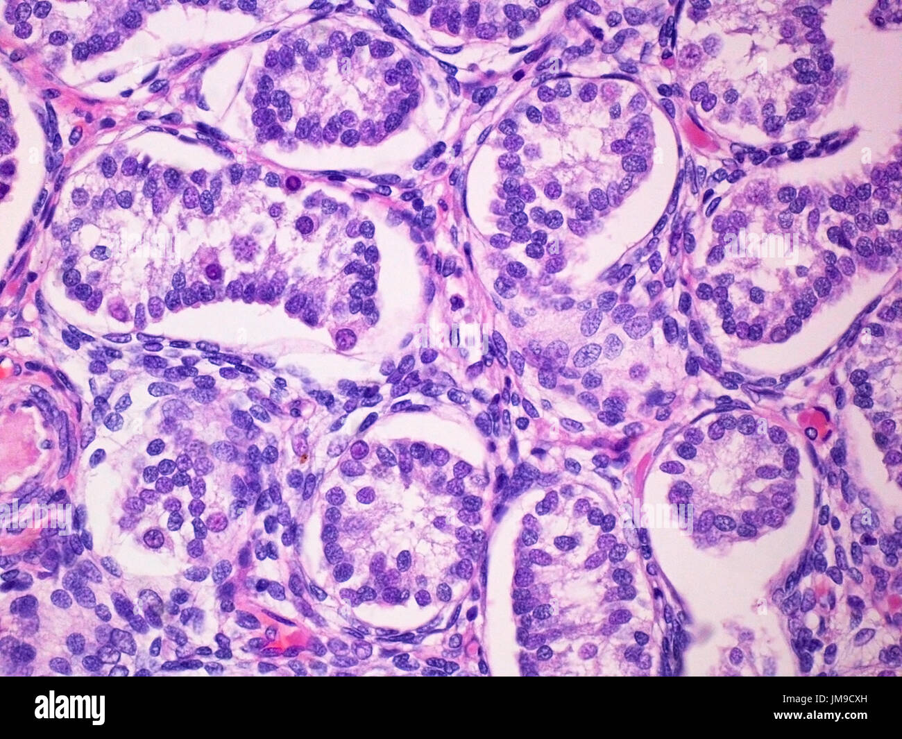 Tubes séminifères du testicule chez un enfant mâle Vue à 400x de grossissement avec coloration à l'éosine et Haemotoxylin. Banque D'Images