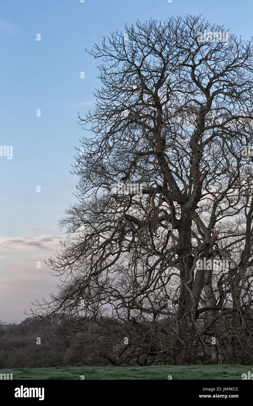 L'aube de la lune sur lonely tree in spring forest Banque D'Images