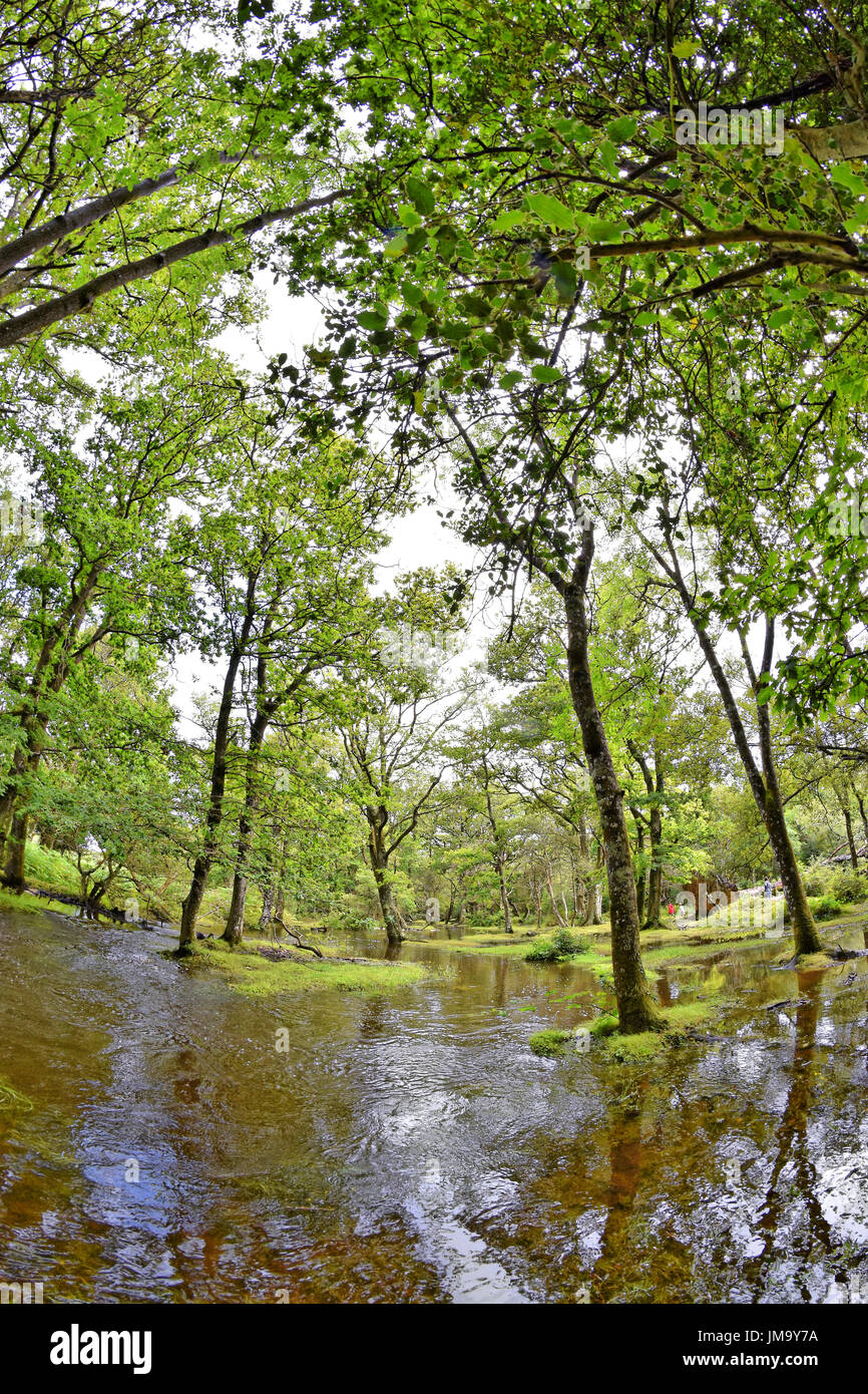 Nouvelle Forêt inondée flux sur un jour étés humides, 'eau' Ober, parc national New Forest, Brockenhurst, Hampshire, Angleterre. Banque D'Images