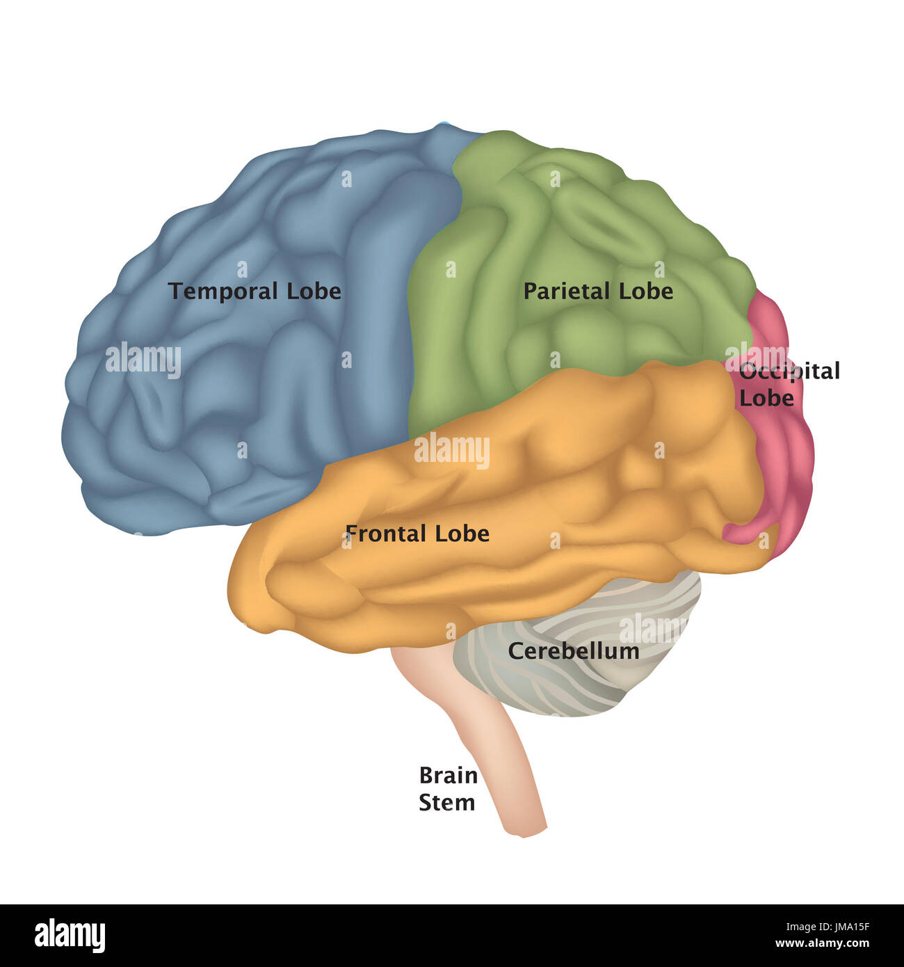 L'anatomie du cerveau. cerveau humain vue latérale. illustration isolé sur fond blanc. Banque D'Images