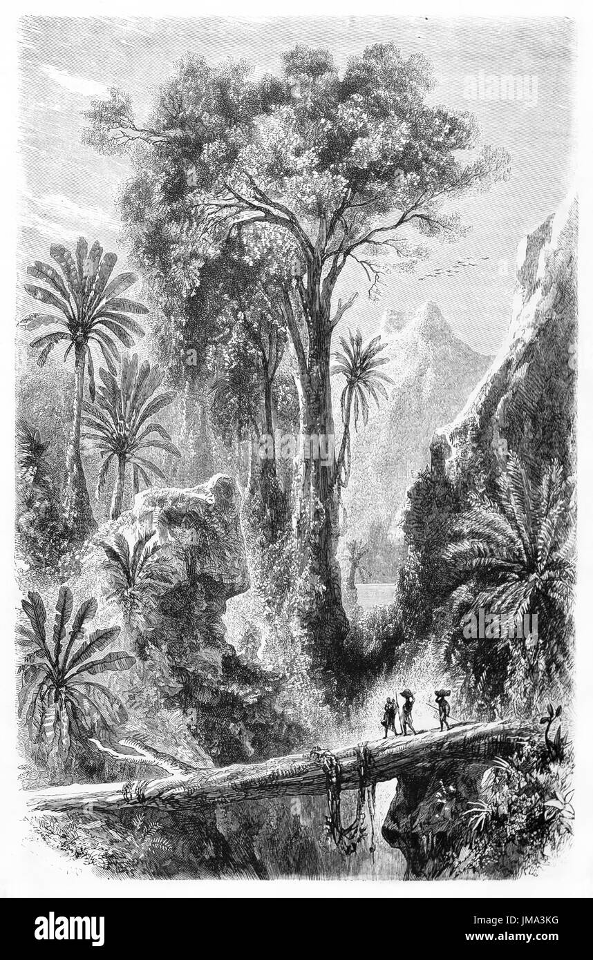 Voir l'ancien pont du tronc à Madagascar jungle. Créé par Bérard, publié sur le Tour du Monde, Paris, 1861 Banque D'Images