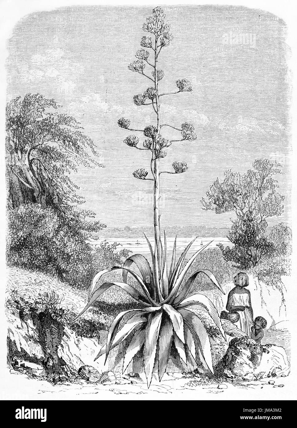 Vieille illustration d'agave Maguey (Agave americana). Créé par Rouyer et Trichon, publié sur le Tour du Monde, Paris, 1861 Banque D'Images