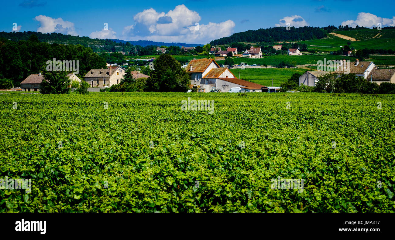 Château de Meursault Vineyard près de Beaune, bourgogne, france en été Banque D'Images