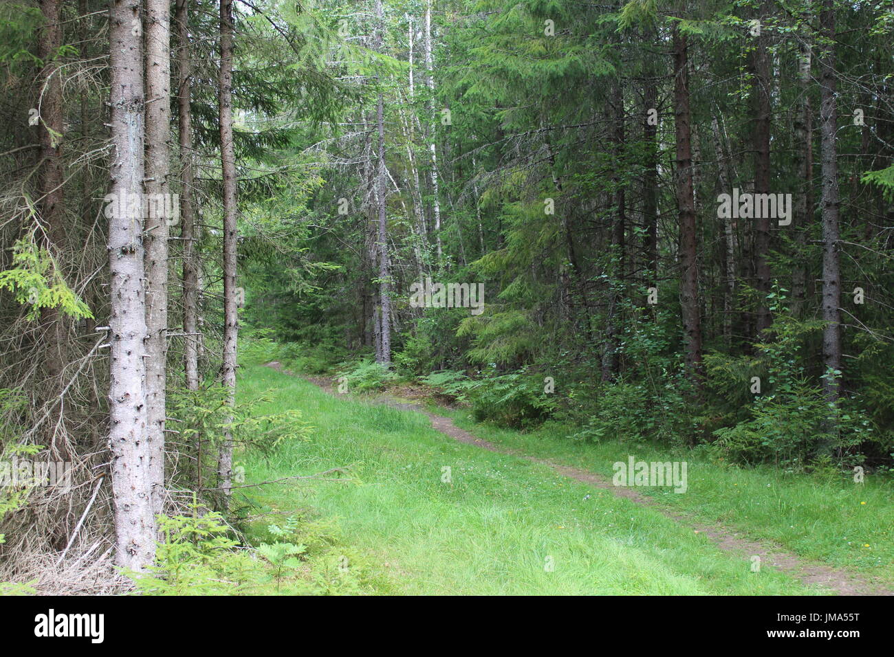 Route du tracteur dans les bois Banque D'Images