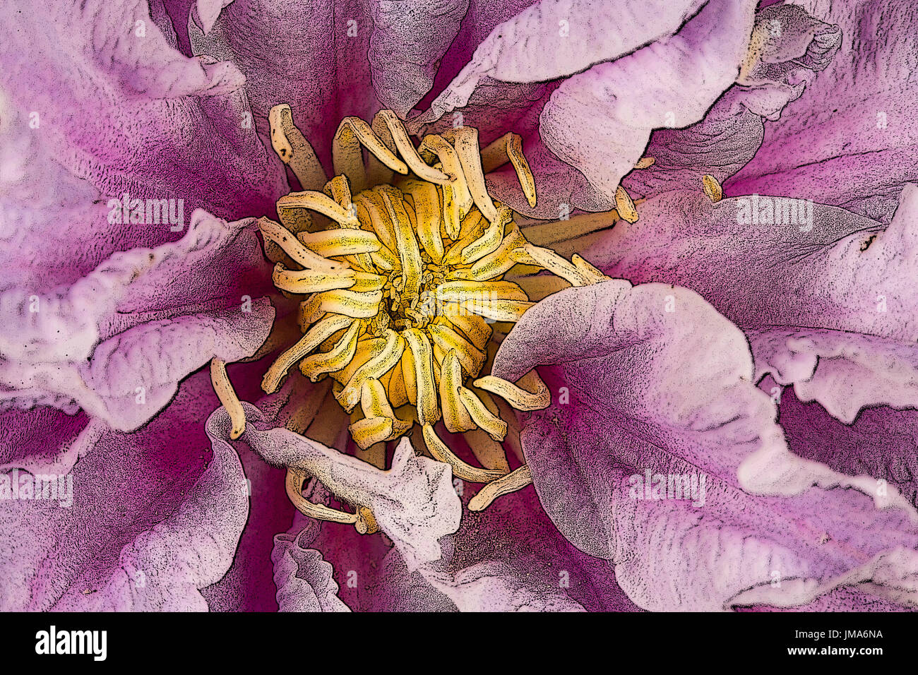 Image manipulée d'une fleur de clématite. Banque D'Images