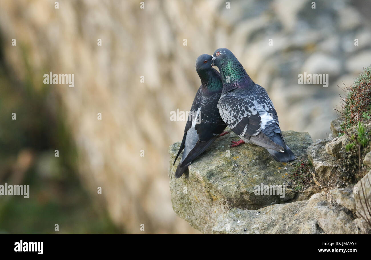Un pigeon (Columba livia) nourrir son partenaire, tous partie de leur comportement de cour, perché sur des rochers sur le bord des falaises. Banque D'Images