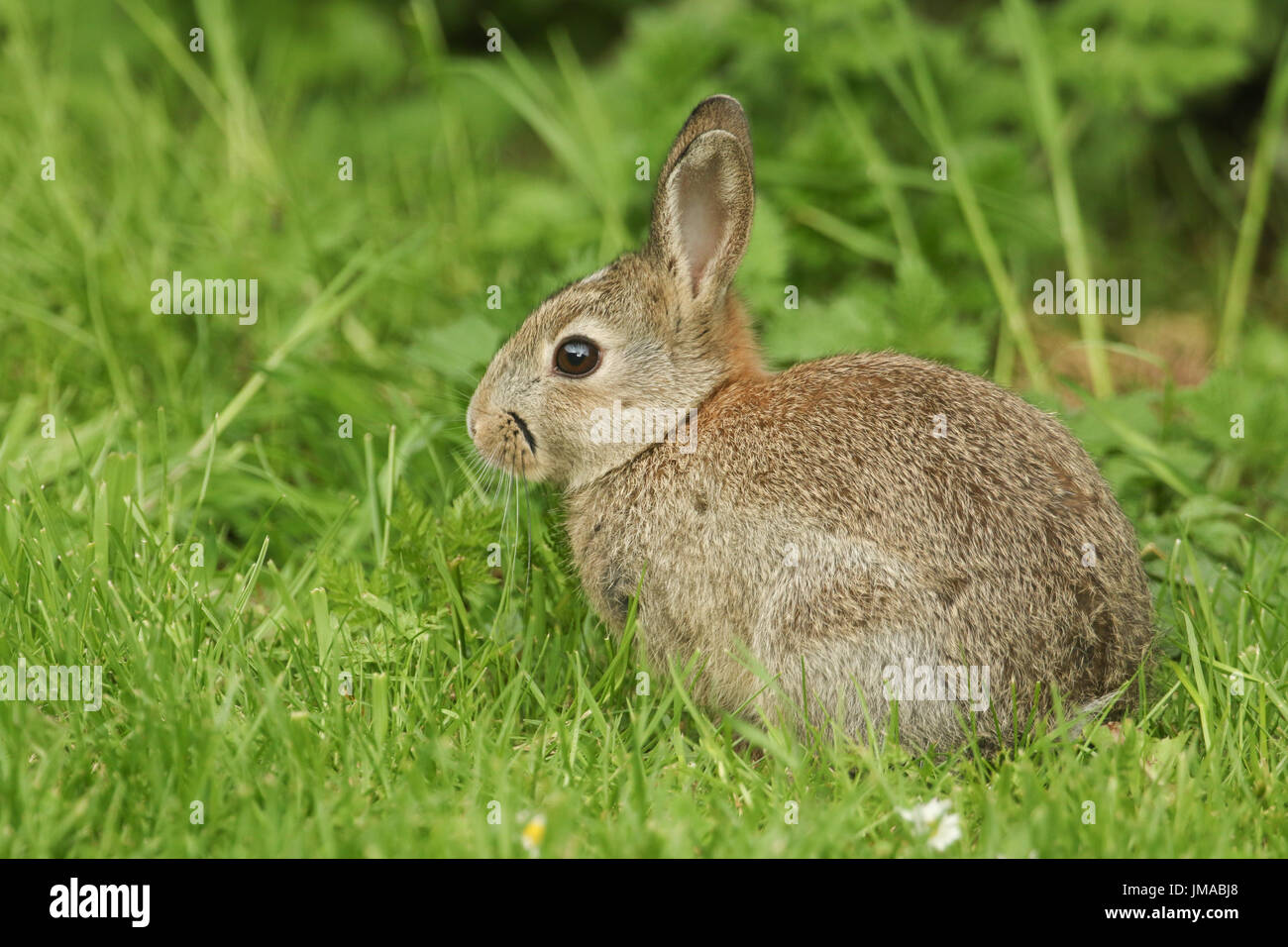Bebe Lapin Trop Mignon Banque D Image Et Photos Alamy