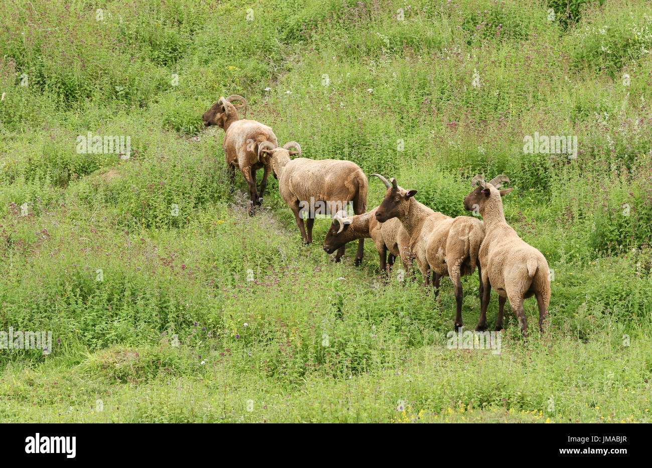 Un petit troupeau de personnage et personnalit race (Ovis aries) pâturage sur une colline couverte d'herbe. Banque D'Images