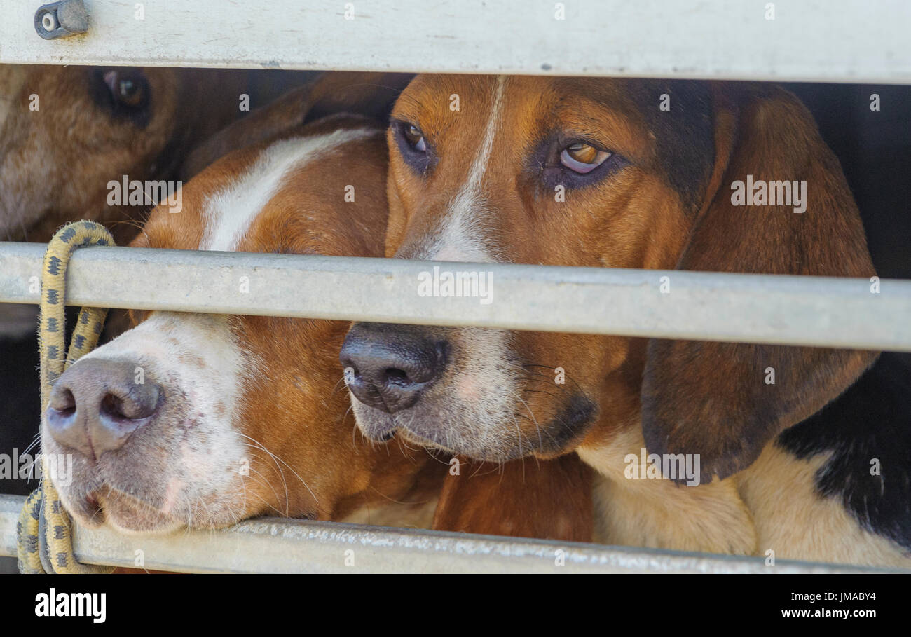 L'Orient Lincs (Lincolnshire) Basset Hounds - Les chiens dans l'attente de la remorque pour commencer la journée Banque D'Images