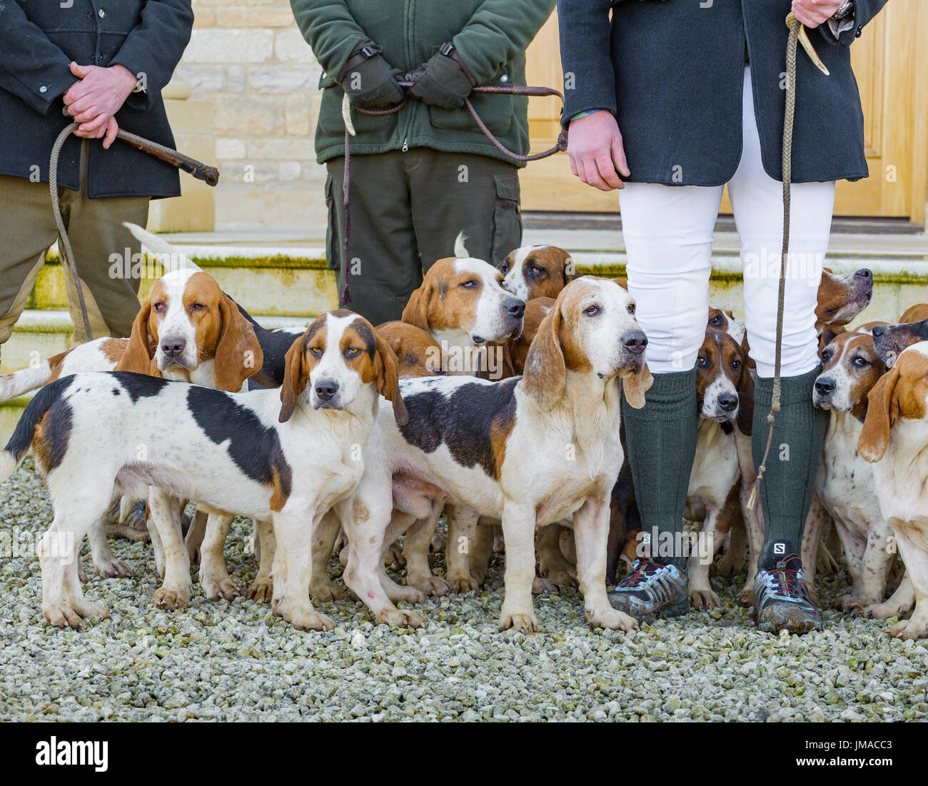 L'Orient Lincs (Lincolnshire) Basset Hounds - Réunion au Temple Bruer dans le Lincolnshire - de près de l'hounds au début de la journée Banque D'Images