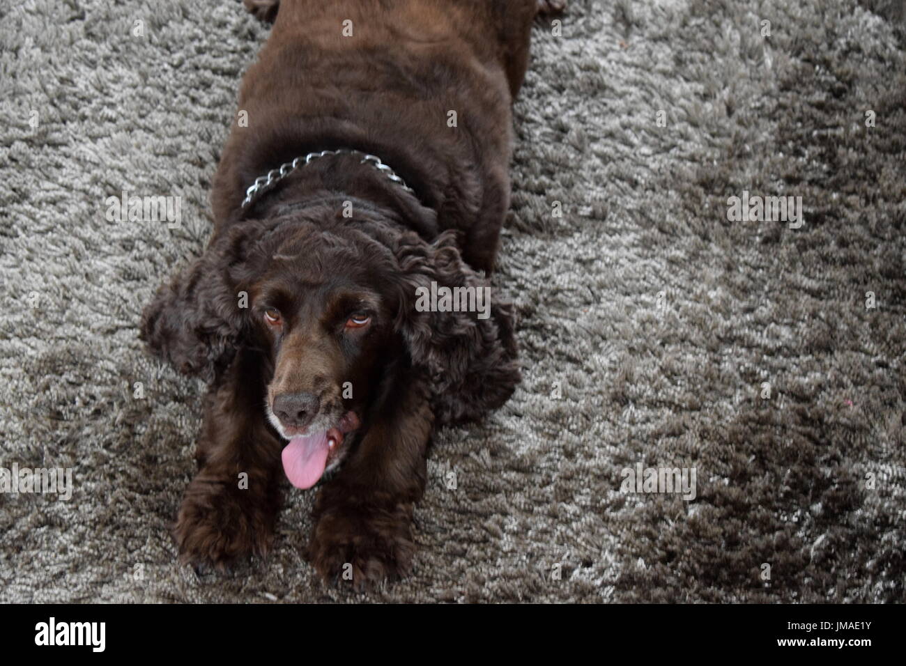 Chien couché sur le ventre et le chien a out Banque D'Images