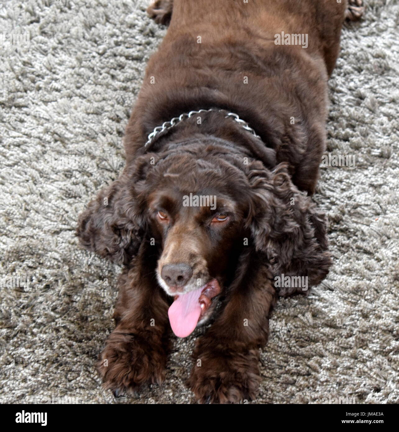 Chien couché sur le ventre et le chien a out Banque D'Images