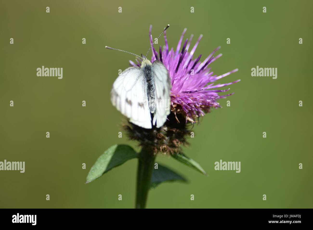 Papillon blanc veiné vert Pieris napi sur centaurée commune, Centaurea nigra Banque D'Images