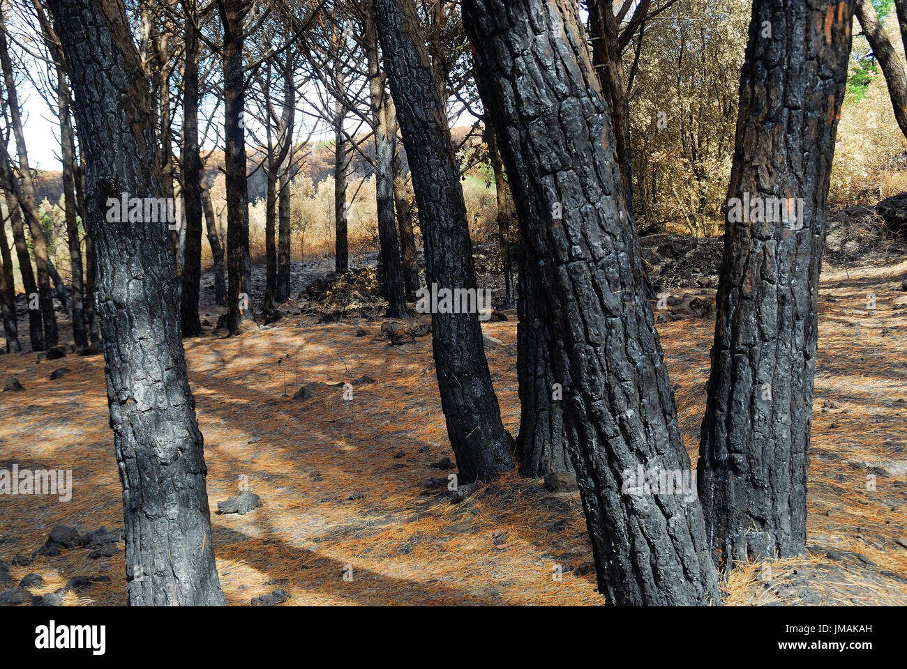 Parc national du Vésuve, Naples, Italie. Juillet 26, 2017. L'incendie sur le parc national du Vésuve a gravement endommagé l'environnement et a révélé un grand nombre de déchets toxiques qui avaient été abandonnés pendant des années sur les pentes du volcan par uncivilian sans scrupules et la population locale. La combustion de déchets pollué l'air avec des concentrations élevées de dioxine. Ces petits dépotoirs illégaux ont été entassées désordonnée par des gens qui se soustraire à la taxe sur les déchets, quelque chose de différent de la camorra dumpings du grand, toujours présent dans les autres parties de la région. Credit : Ferdinando Piezzi/Alamy Live News Banque D'Images