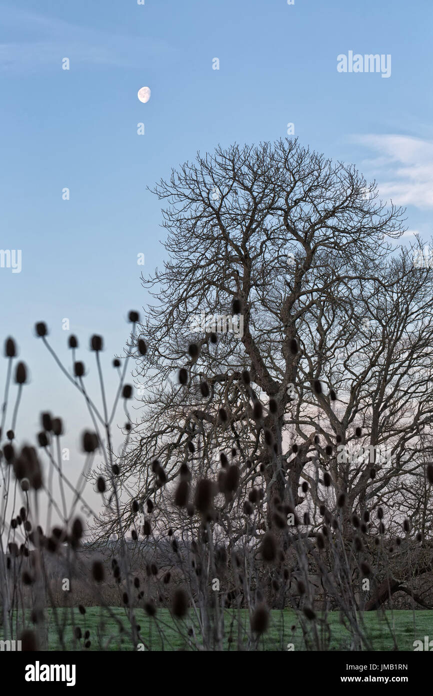 L'aube de la lune sur lonely tree in spring forest Banque D'Images