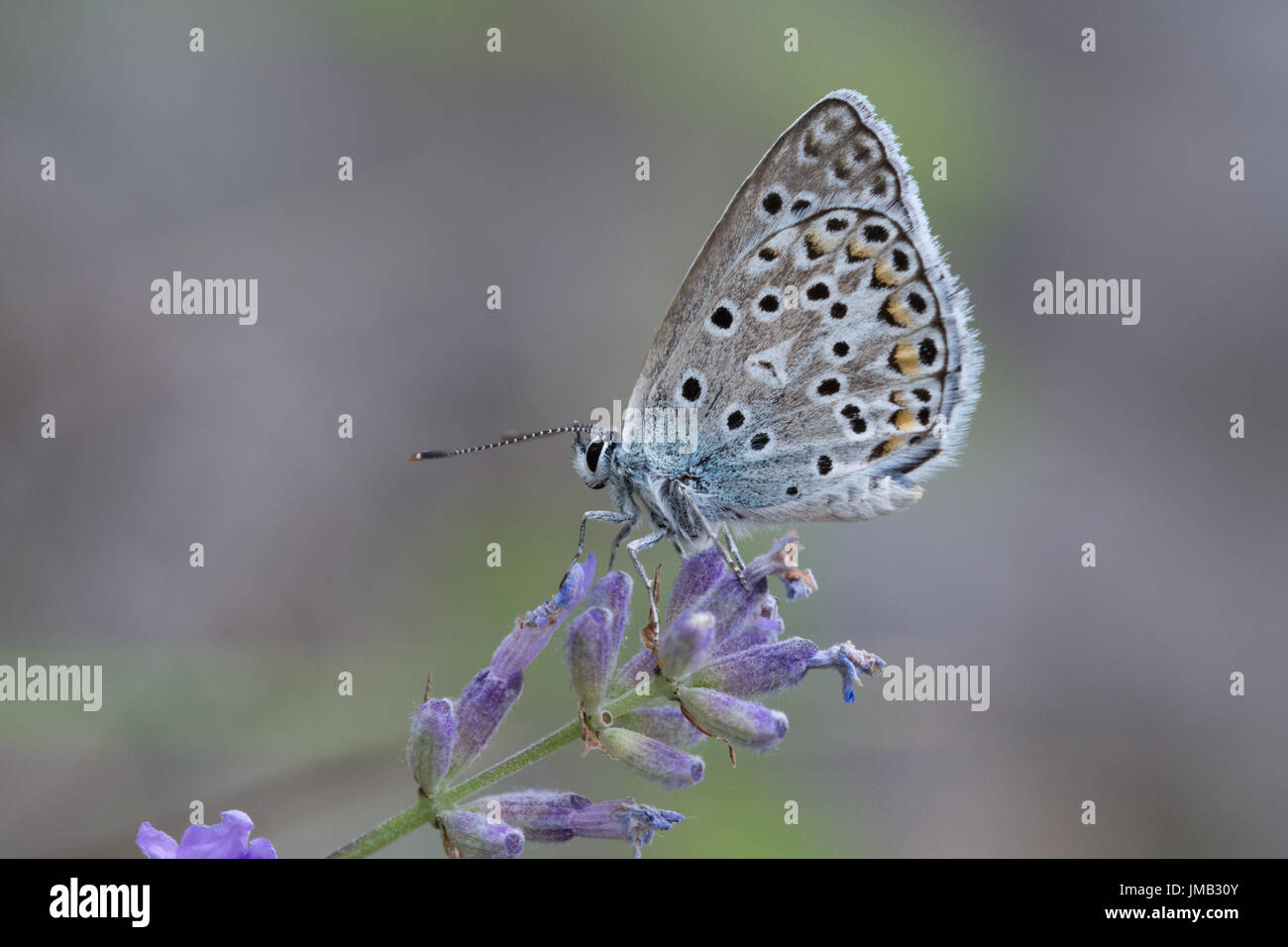 Close-up of Escher's Blue Butterfly (Polyommatus escheri) sur des fleurs de lavande dans les Alpes Françaises Banque D'Images