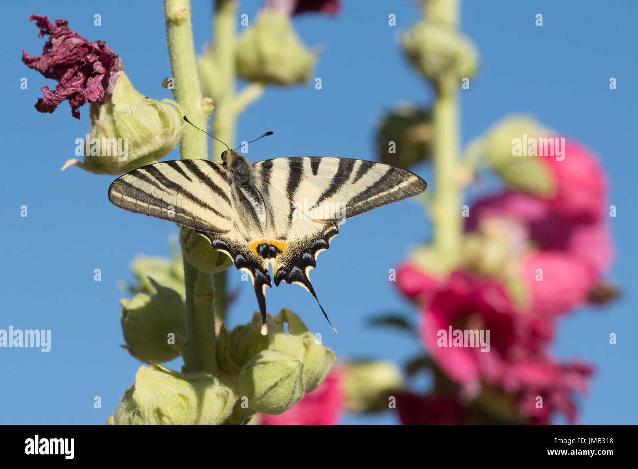 Les rares swallowtail butterfly (Iphiclides podalirius) nectar de roses trémières à Rimplas dans les Alpes Françaises Banque D'Images