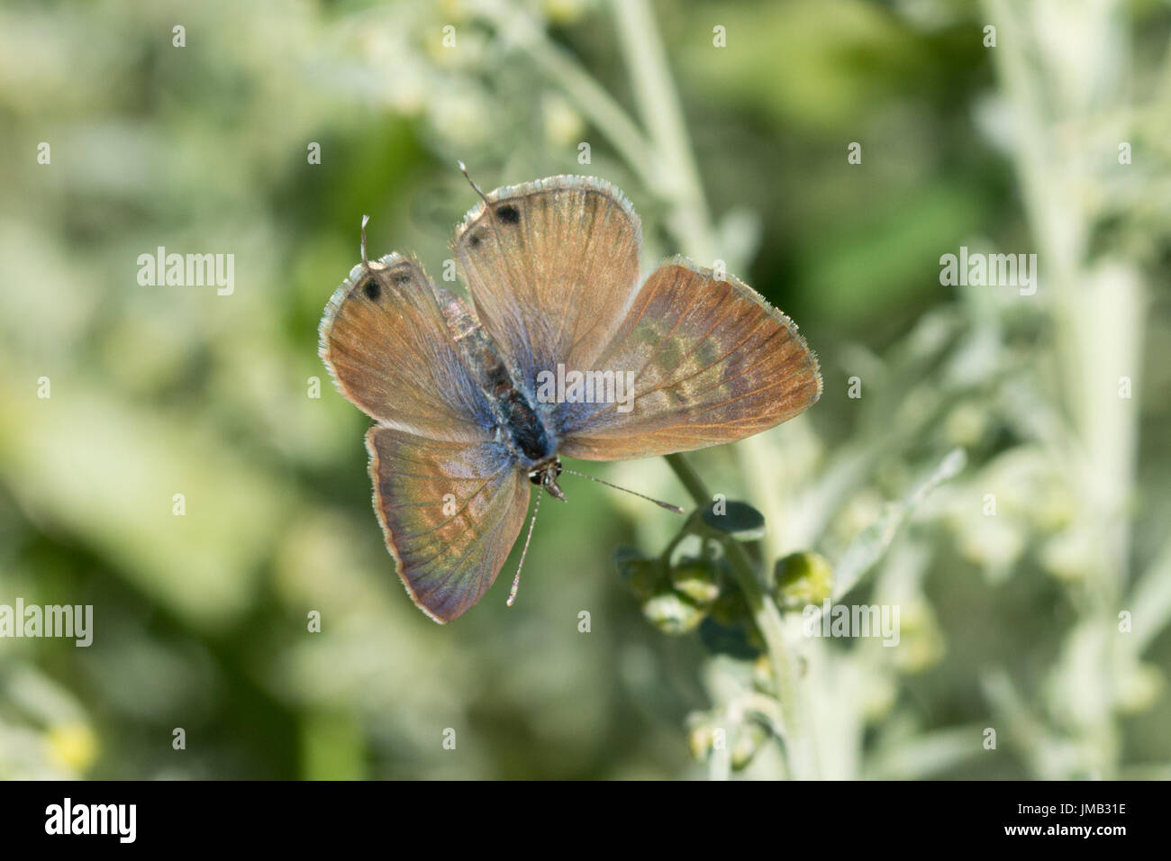 Lang's short-tailed blue butterfly (Leptotes pirithous) au soleil avec les ailes ouvertes dans les Alpes Françaises Banque D'Images