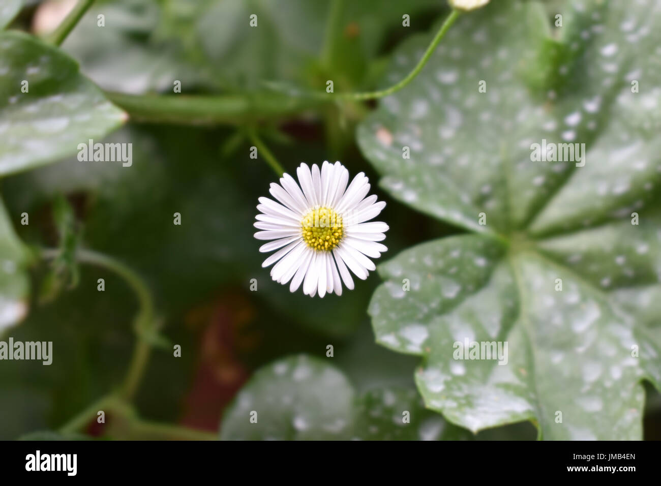 Après la pluie de fleurs en fleurs Banque D'Images