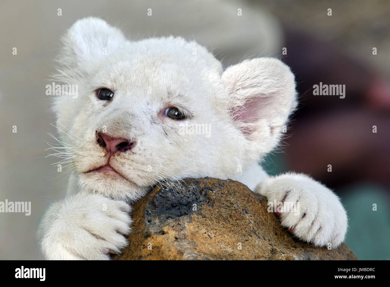 Blanc d'Afrique lion cub - Panthera leo Banque D'Images