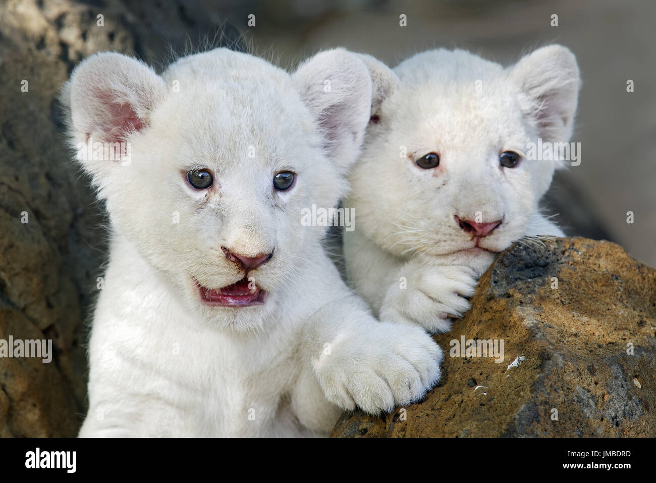 Blanc d'Afrique lion cub - Panthera leo Banque D'Images