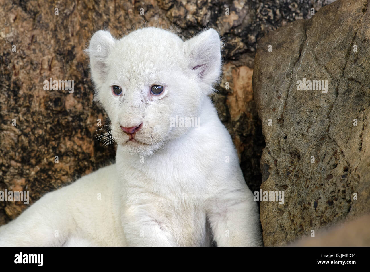 Blanc d'Afrique lion cub - Panthera leo Banque D'Images