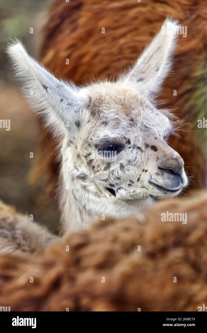 - Lama Lama glama Banque D'Images
