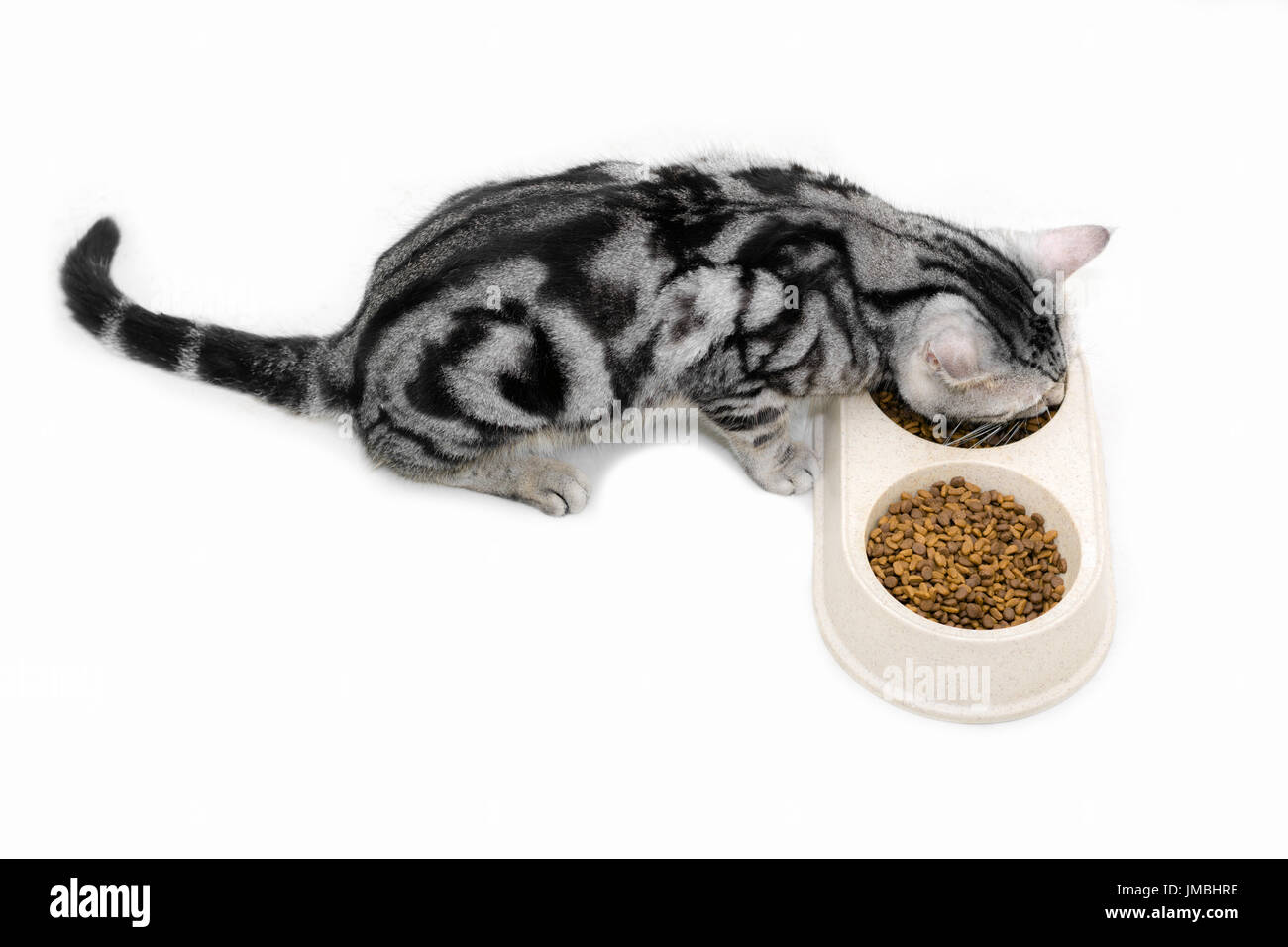 American shothair cat manger des aliments. Isolé sur fond blanc avec copie espace Banque D'Images