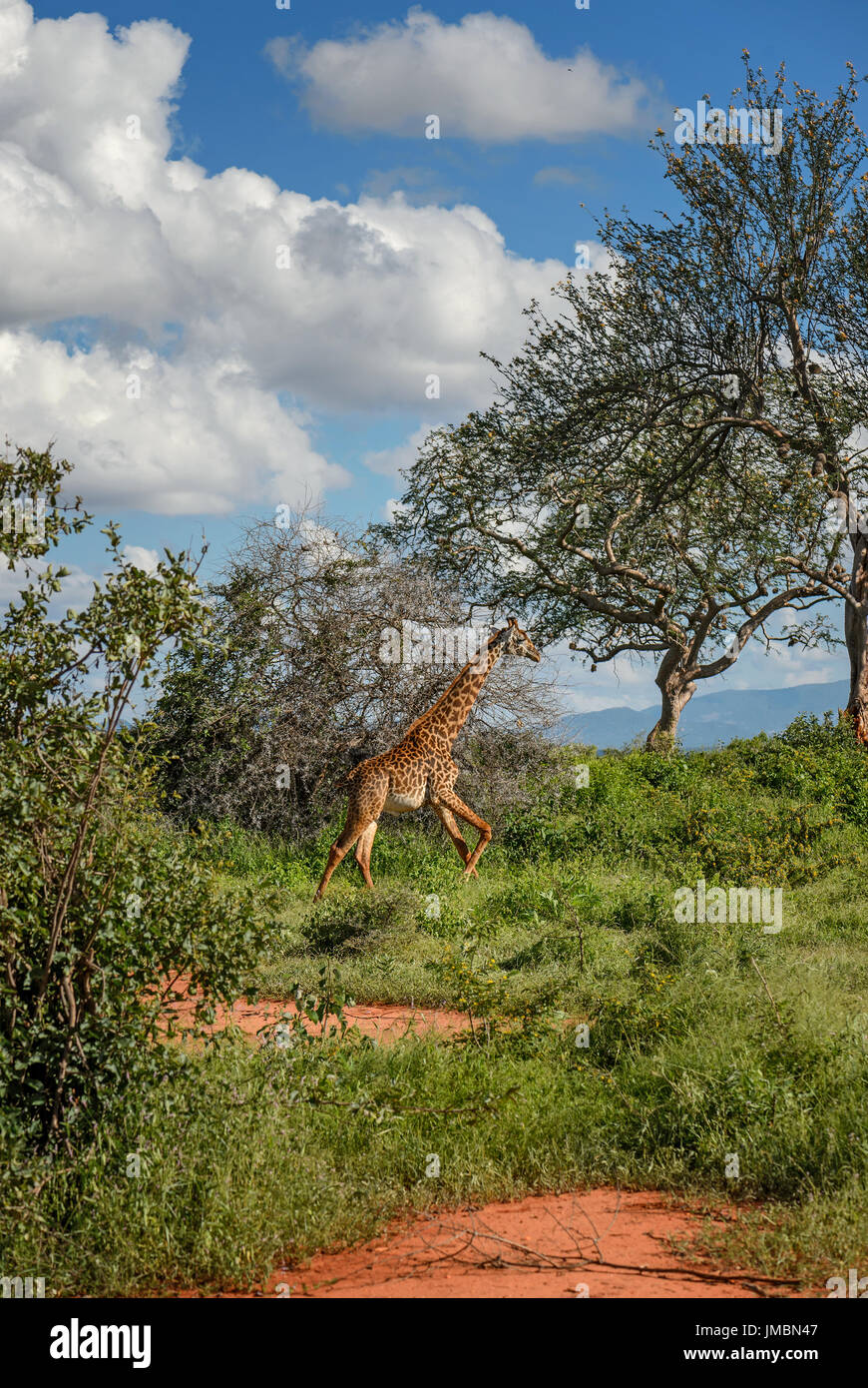 - Girafe Giraffa, Tsavo, Kenya Safari Banque D'Images