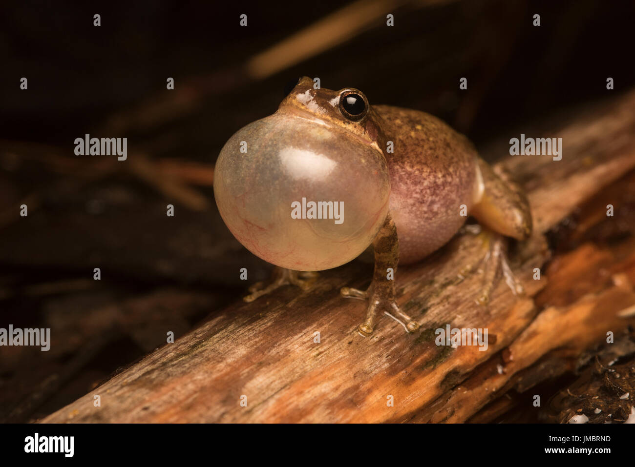 Écureuil mâle rainettes (Hyla squirella) clamaient bien fort pour attirer une femelle sur une nuit pluvieuse dans une forêt inondée. Banque D'Images