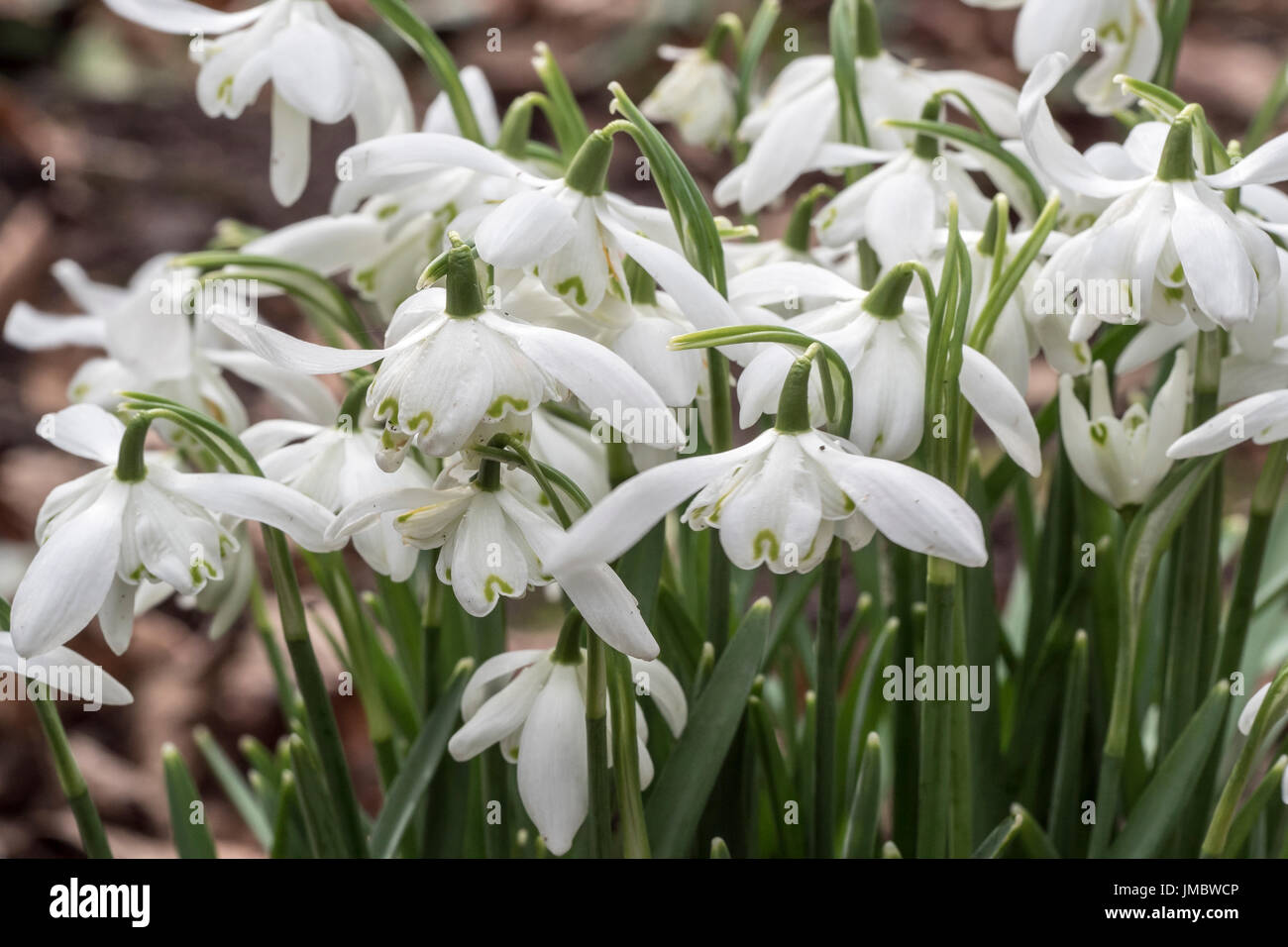 Perce-neige Banque D'Images