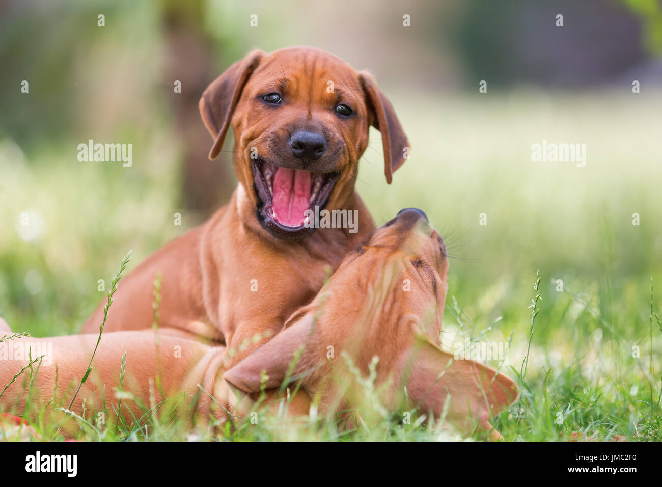 Cute chiots Rhodesian Ridgeback jouant sur le pré Banque D'Images