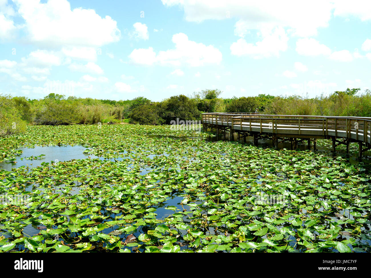 Anhinga Trail à travers le Parc National des Everglades en Floride Banque D'Images