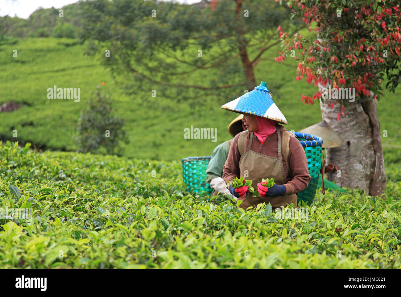 Cueilleurs de thé indonésiens dans une plantation de thé à Ciwidey, Java occidental, Indonésie. Banque D'Images