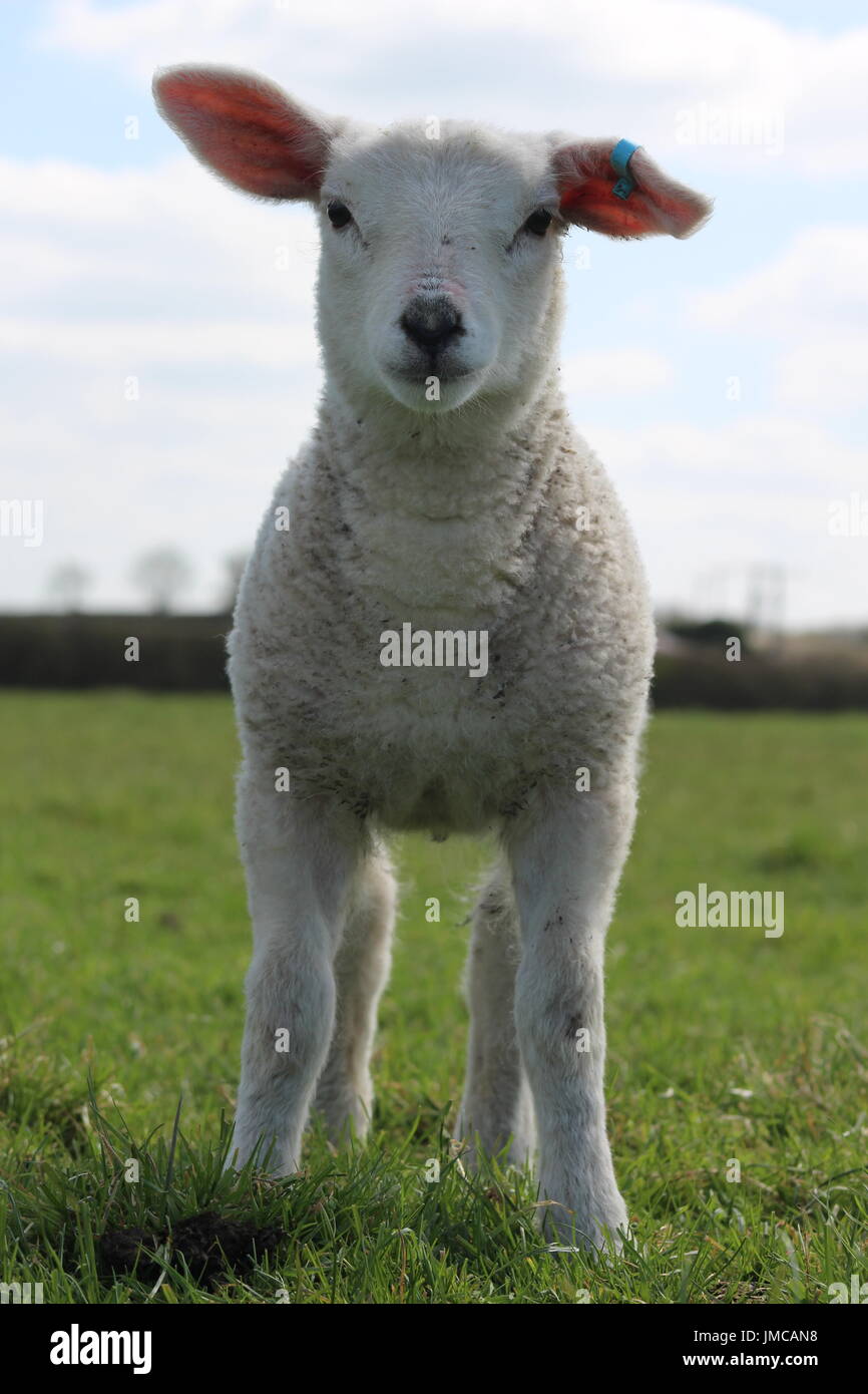 Close up pet lamb Banque D'Images
