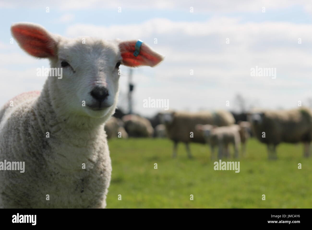 Close up pet lamb Banque D'Images