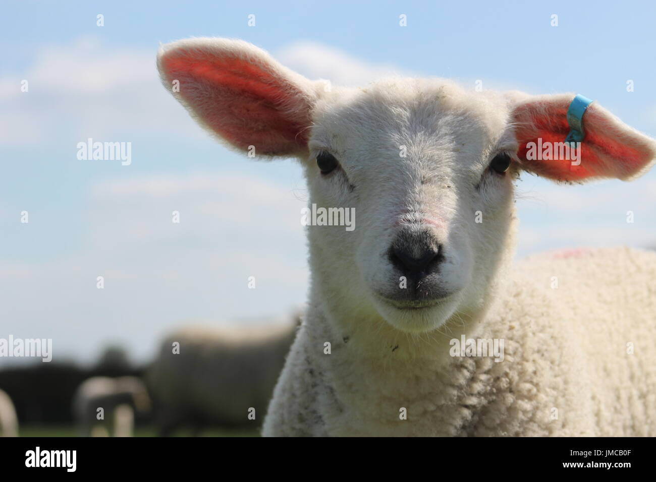 Close up pet lamb Banque D'Images