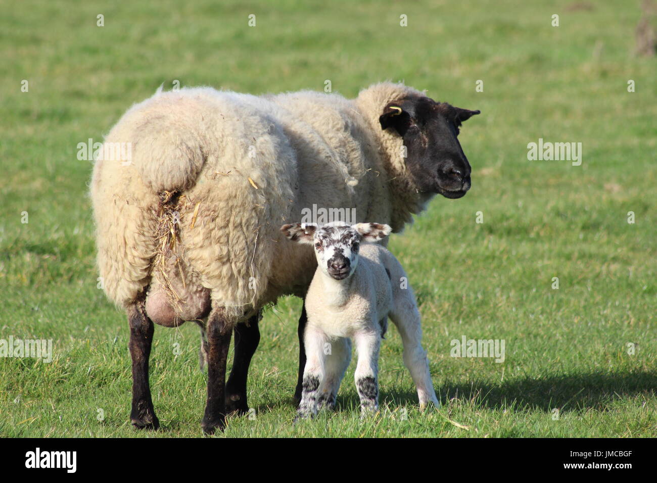 Moutons et agneaux nouveau-né Banque D'Images
