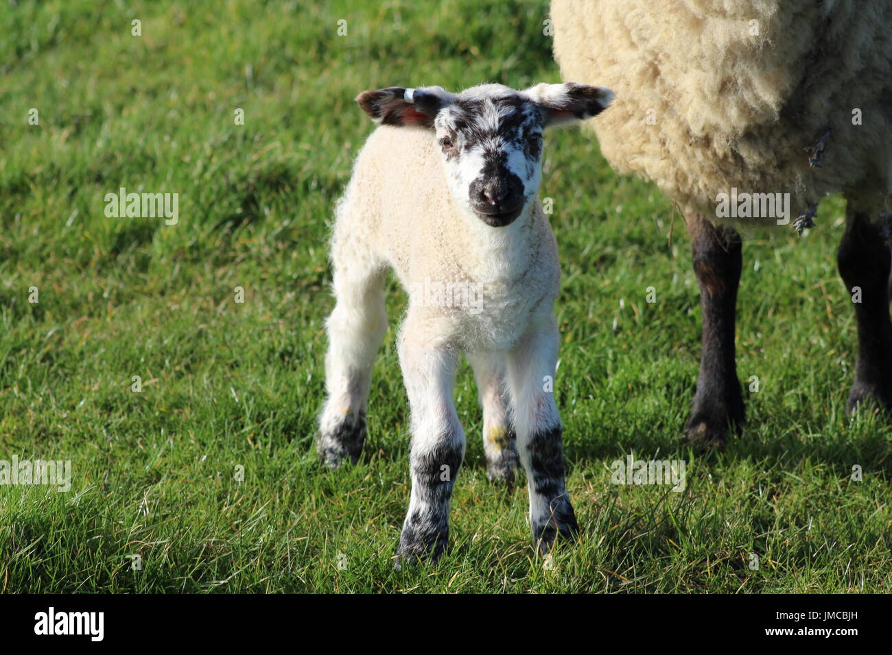 Moutons et agneaux nouveau-né Banque D'Images