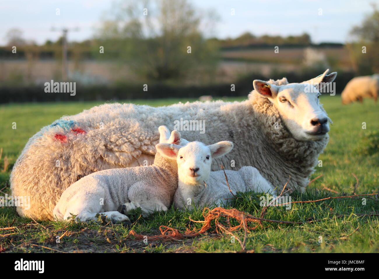 Moutons et agneaux nouveau-né Banque D'Images