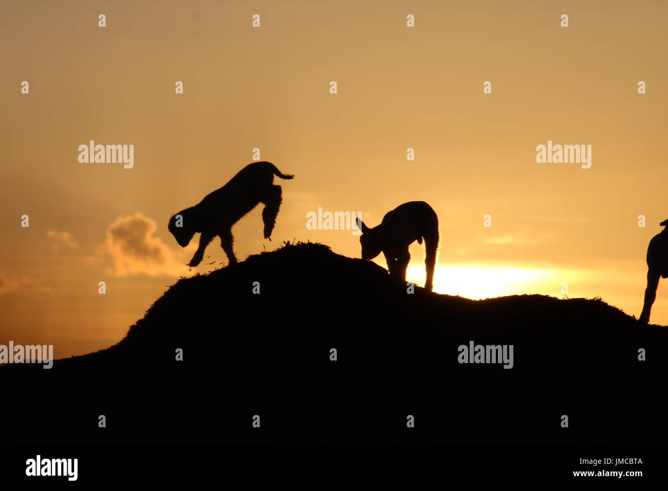 Agneaux jouant au coucher du soleil Banque D'Images
