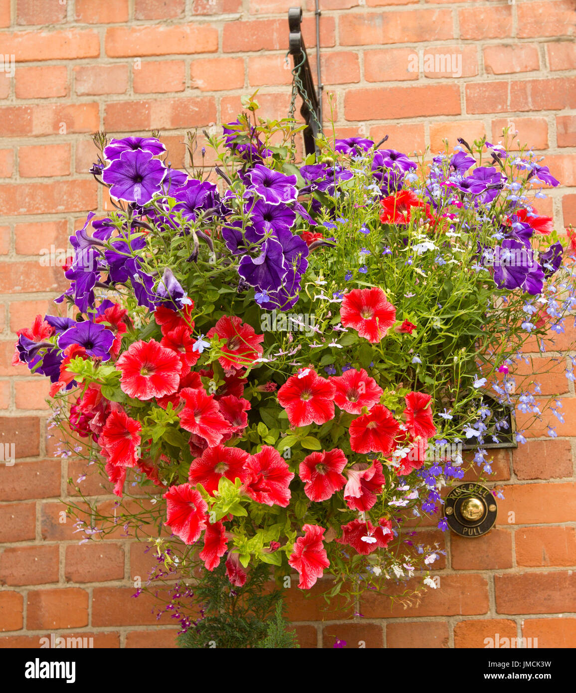 Masse de fleurs éclatantes fleurs annuelles inc. rouge et mauve pétunia et  bleu clair à fleurs lobelia hanging basket against brick wall Photo Stock -  Alamy